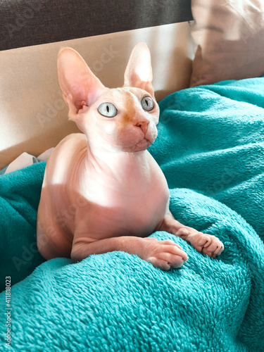 Canadian sphynx domestic cat poses for the exhibition