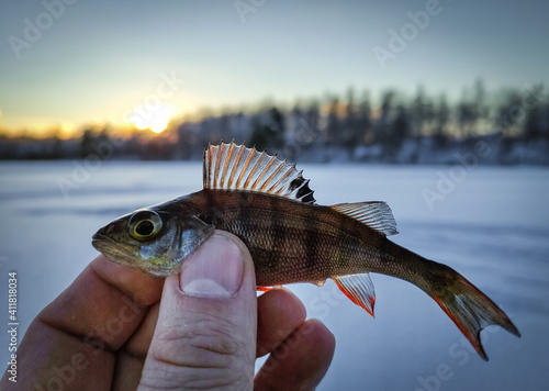 Small perch in the hand - ice fishing