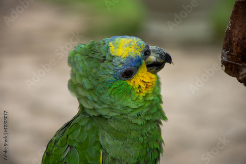 Parrots (Psittacidae) © Ana