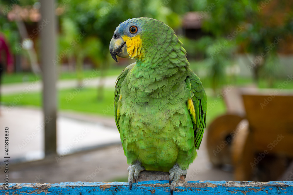 Obraz premium Parrots (Psittacidae)