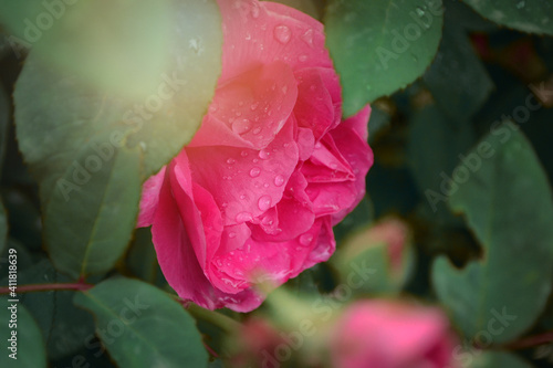 pink rose in the rain