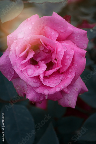 pink rose with drops