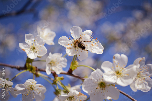 bee on a flower