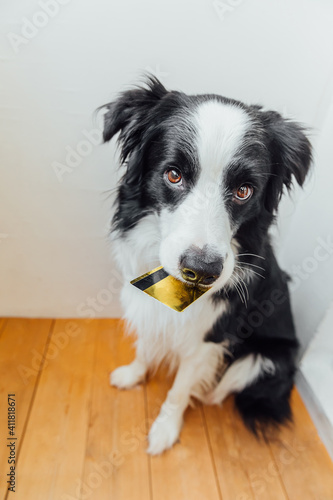Cute puppy dog border collie holding gold bank credit card in mouth on white background. Little dog with puppy eyes funny face waiting online sale, Shopping investment banking finance concept