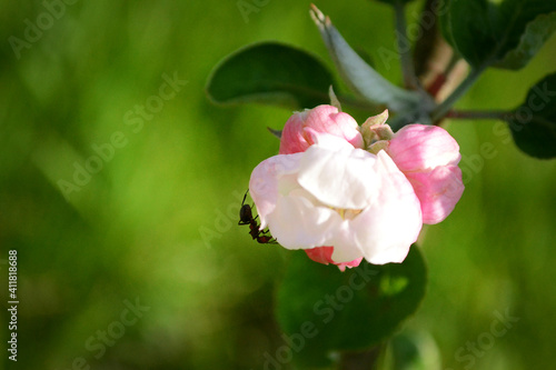 pink flower in the garden