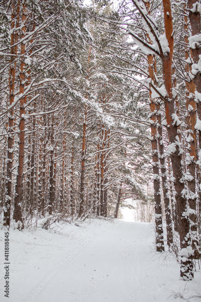 Fototapeta premium A walk through the winter forest. Beautiful winter landscape.
