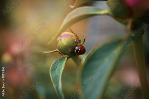 ladybug on a flower