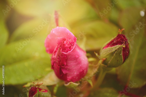 pink rose bud