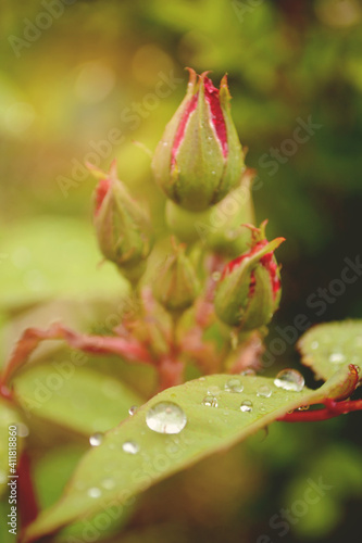 close up of a rose