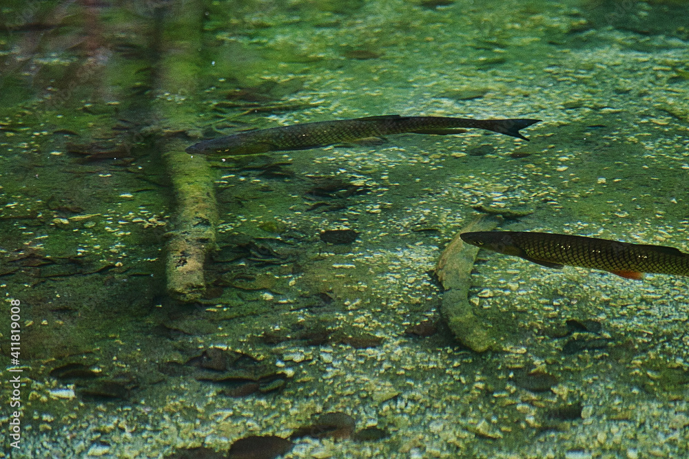 Fische in klaren See