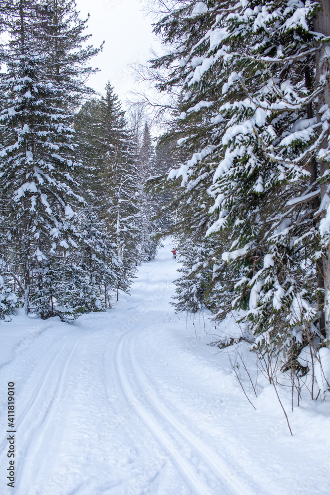 Fototapeta premium A walk through the winter forest. Beautiful winter landscape.