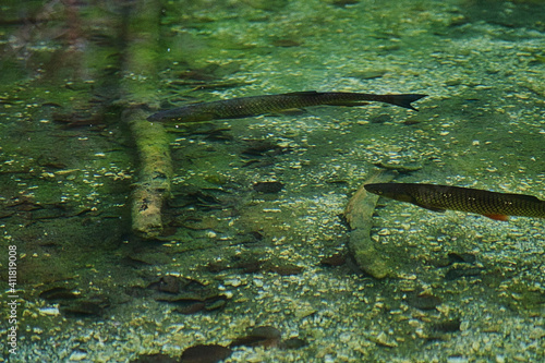 Fische in klaren See © Matthias