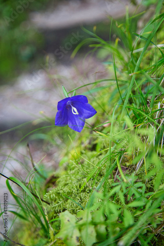 Blaue Blume