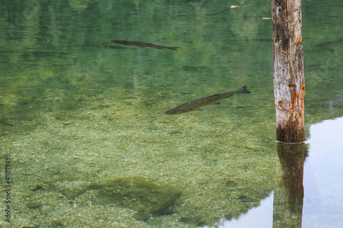 Fische in klaren See