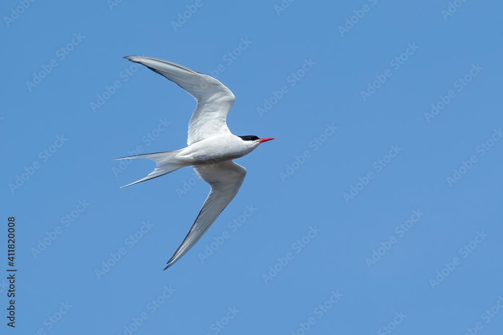 Arctic Tern, Sterna paradisaea