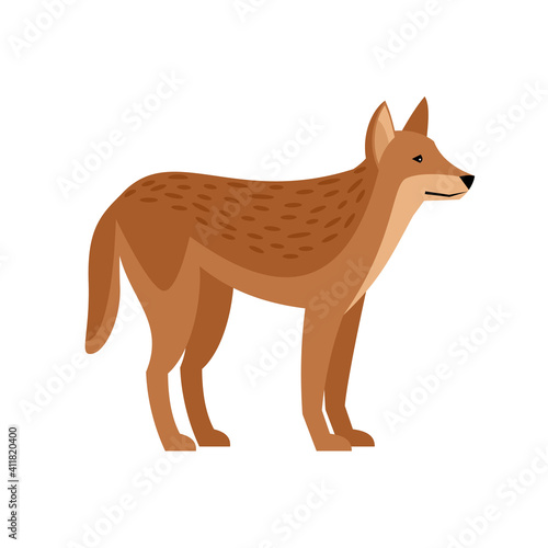 Exotic wild dog. Cartoon redhead character of wildlife, aggressive beast of nature, vector illustration of dingo isolated on white background photo