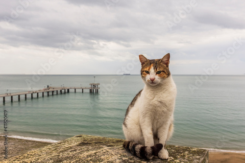cat sitting on a railing and posing for a photo against the backdrop of the sea. good-natured street kitten. petting a cat.