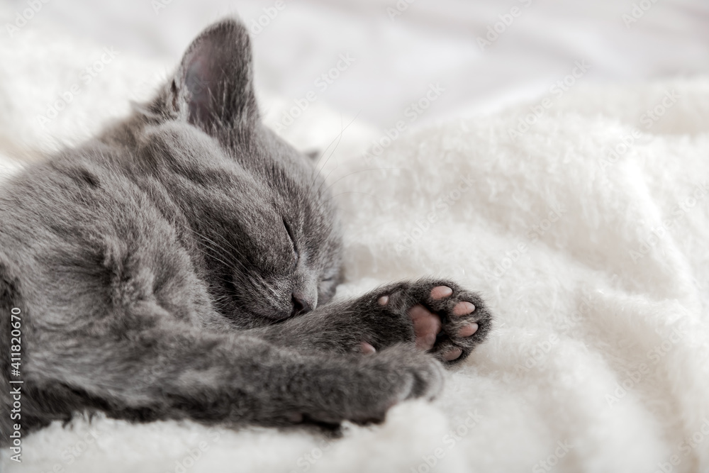 Cute grey kitten sleeping on white soft blanket. Cat portrait with paw rest napping on bed. Comfortable pet sleeping in cozy home.