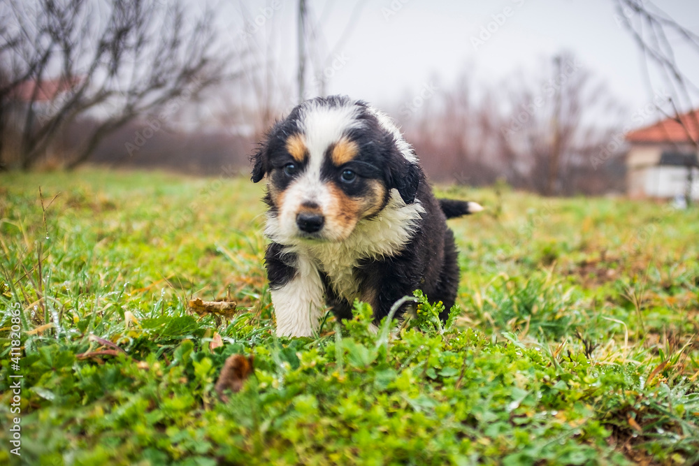 little cute dogs playing in the yard. beautiful little puppies walk on the grass in the yard. animals live in freedom. little cute dogs playing in the yard. beautiful little puppies walk on the grass in the yard. animals live in freedom.
