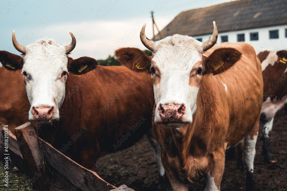 Cows on the form. Milk, meat production. Household animals. Cows on the form. Milk, meat production. Household animals.