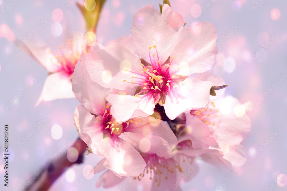 Abstract blurred and bokeh background almond tree blossom in springtime.