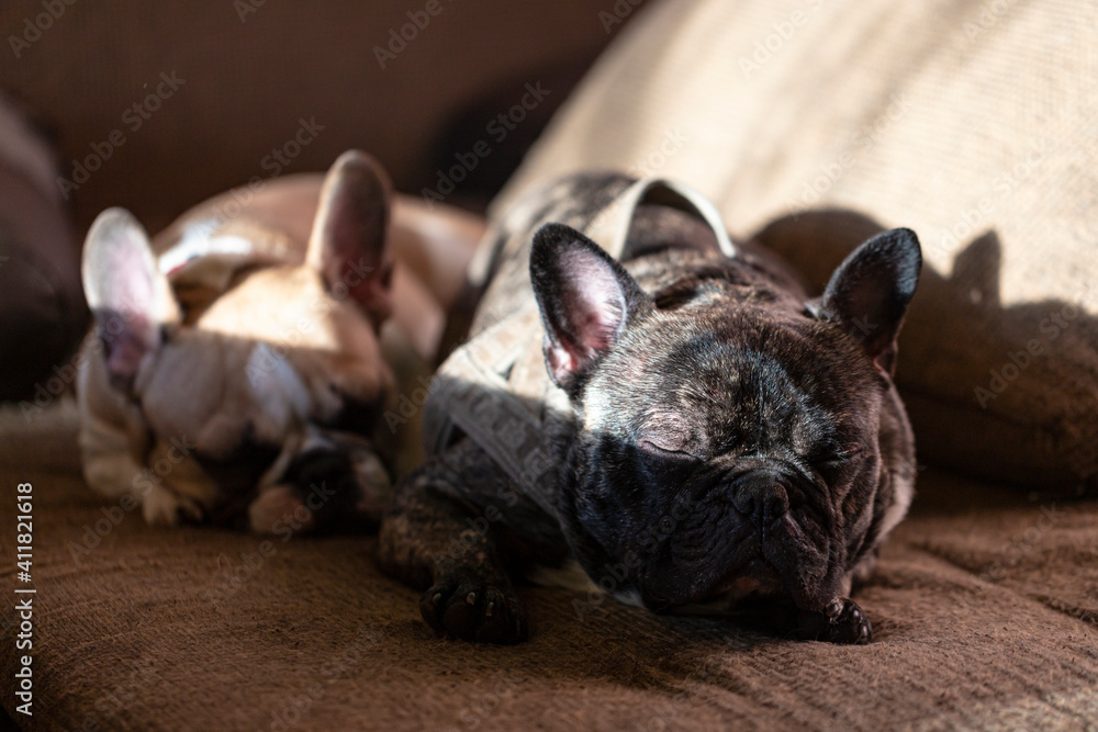 Obraz premium two adorable French bulldogs sleeping on a couch