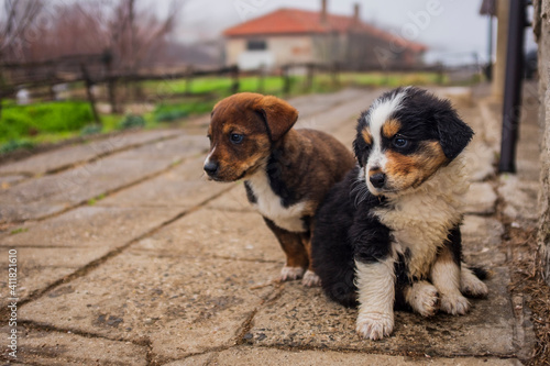 little cute dogs playing in the yard. beautiful little puppies walk on the grass in the yard. animals live in freedom.