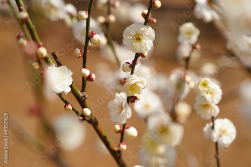 Plum flowers are blooming under the sky in Japan in February.
