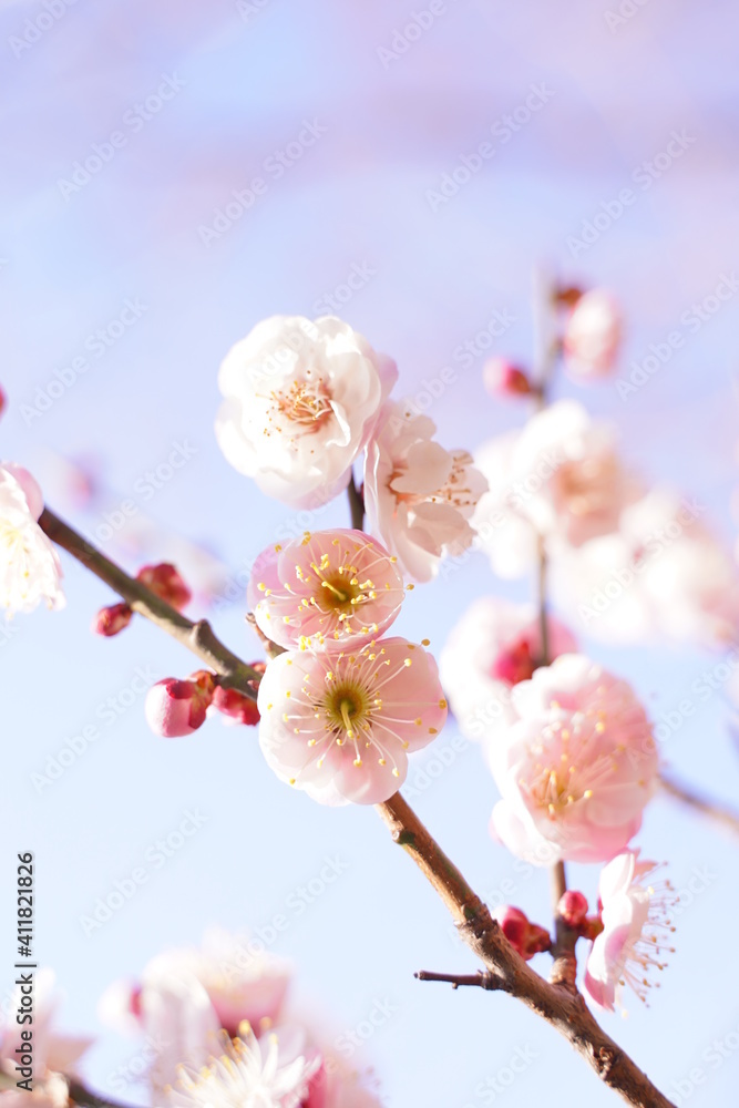Plum flowers are blooming under the sky in Japan in February. Plum flowers are blooming under the sky in Japan in February.