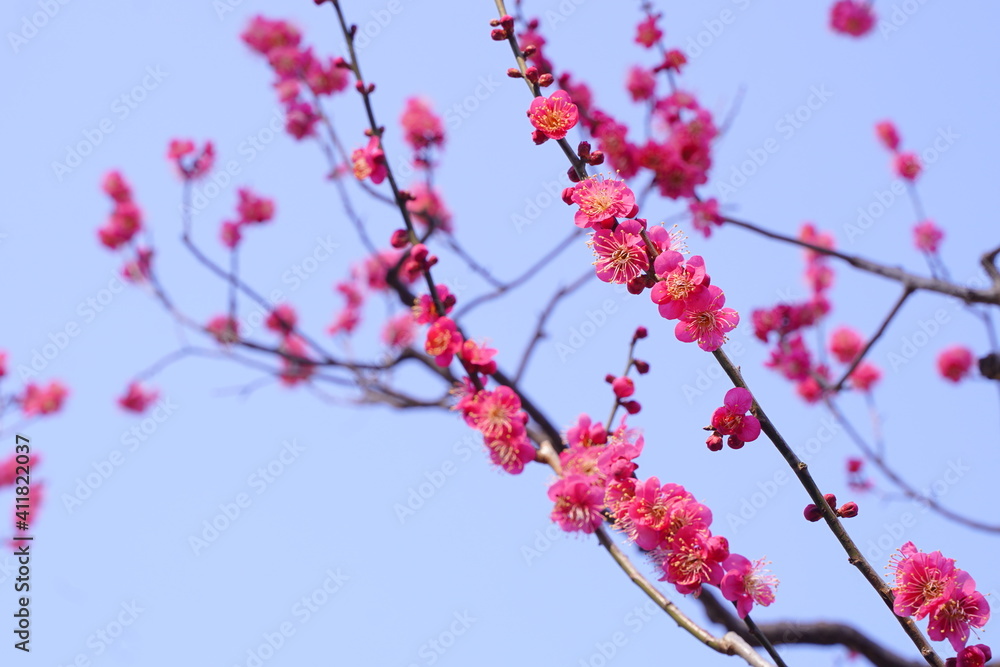 Plum flowers are blooming under the sky in Japan in February. Plum flowers are blooming under the sky in Japan in February.