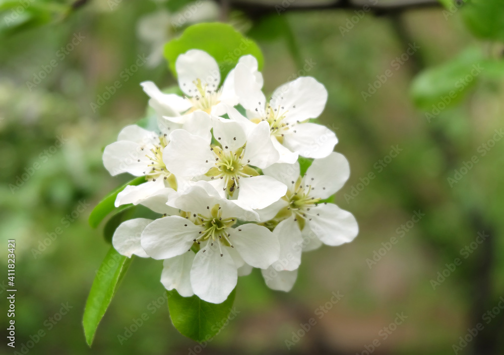 A branch of a blossoming pear (Pýrus) in the garden in May, white spring flowers with a bokeh effect in the background, horizontal composition.