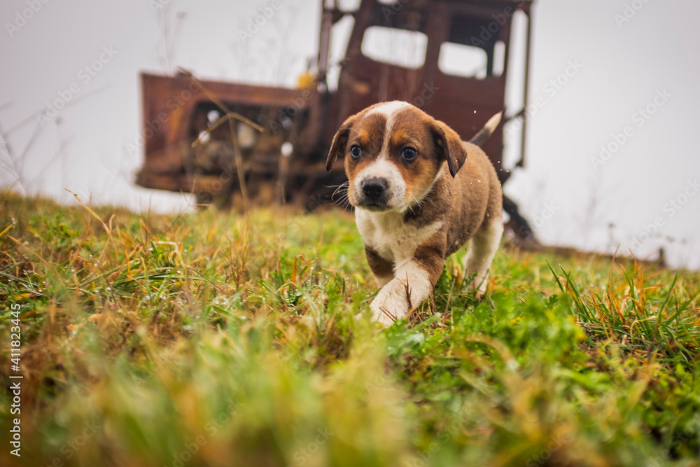 little cute dogs playing in the yard. beautiful little puppies walk on the grass in the yard. animals live in freedom. little cute dogs playing in the yard. beautiful little puppies walk on the grass in the yard. animals live in freedom.