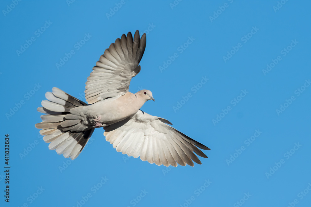 Obraz premium Eurasian Collared Dove, Streptopelia decaocto