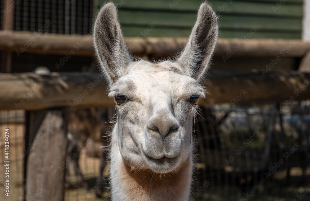 Photos of a llama at a zoo