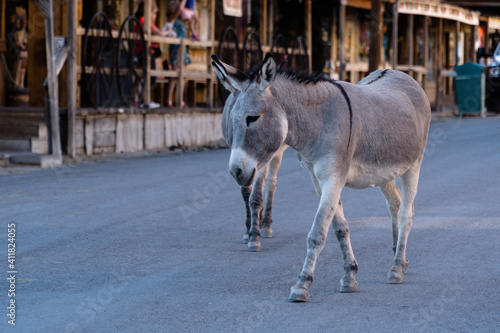 Canvas Print Cute donkey wading on the street in Oatman, Arizona