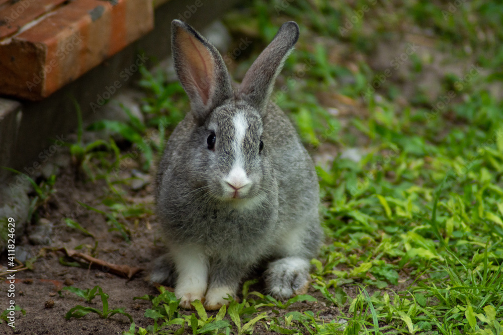 rabbits rabbits