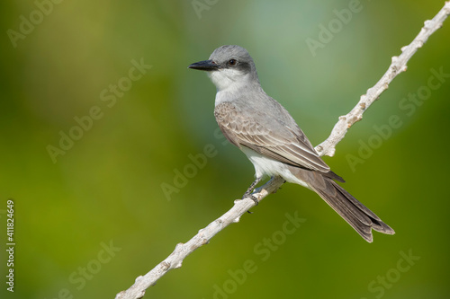 Gray Kingbird, Tyrannus dominicensis photo