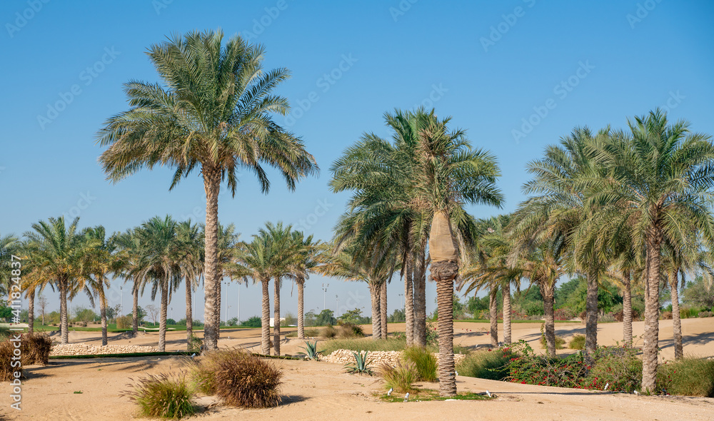 Panorama. Plantation of date palms. Image depicts advanced tropical agriculture in the Middle East