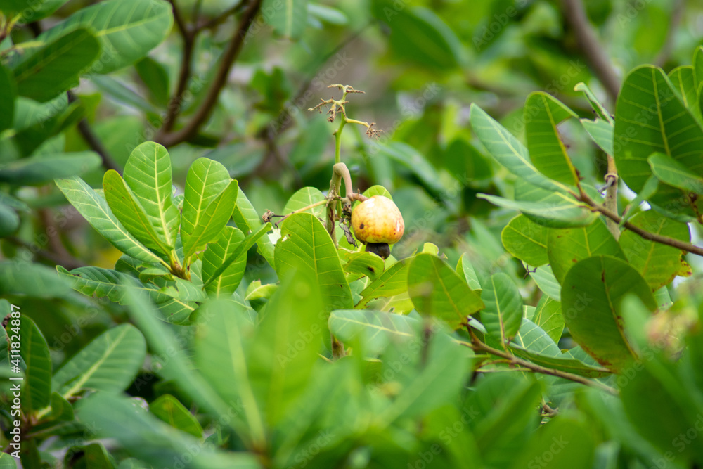 Obraz premium cashew in the tree