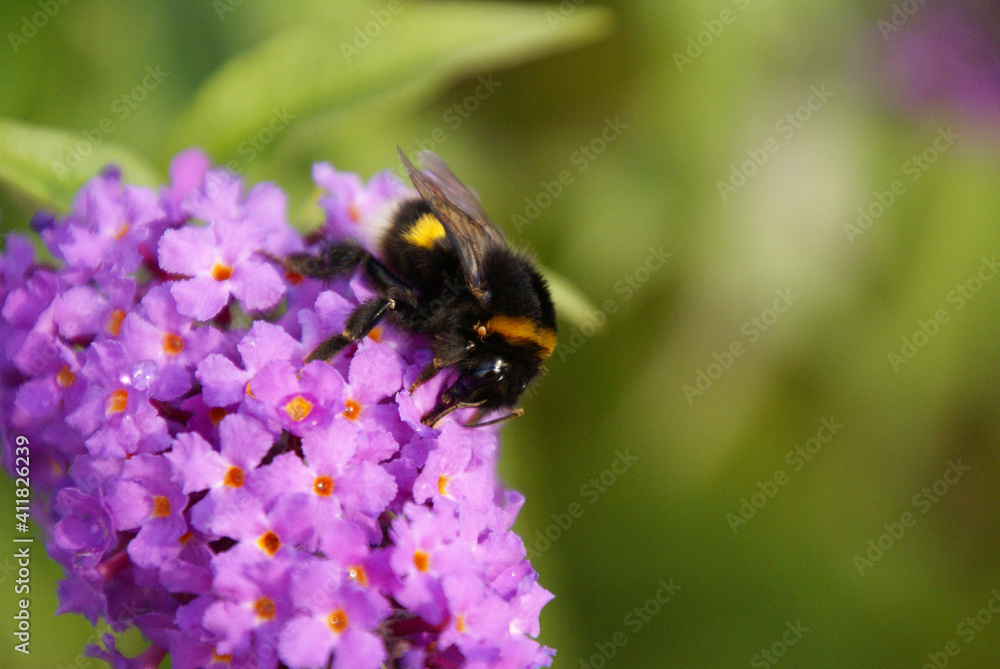 Hummel auf Flieder mit Milbe am Kopf 2020149 Hummel auf Flieder mit Milbe am Kopf 2020149