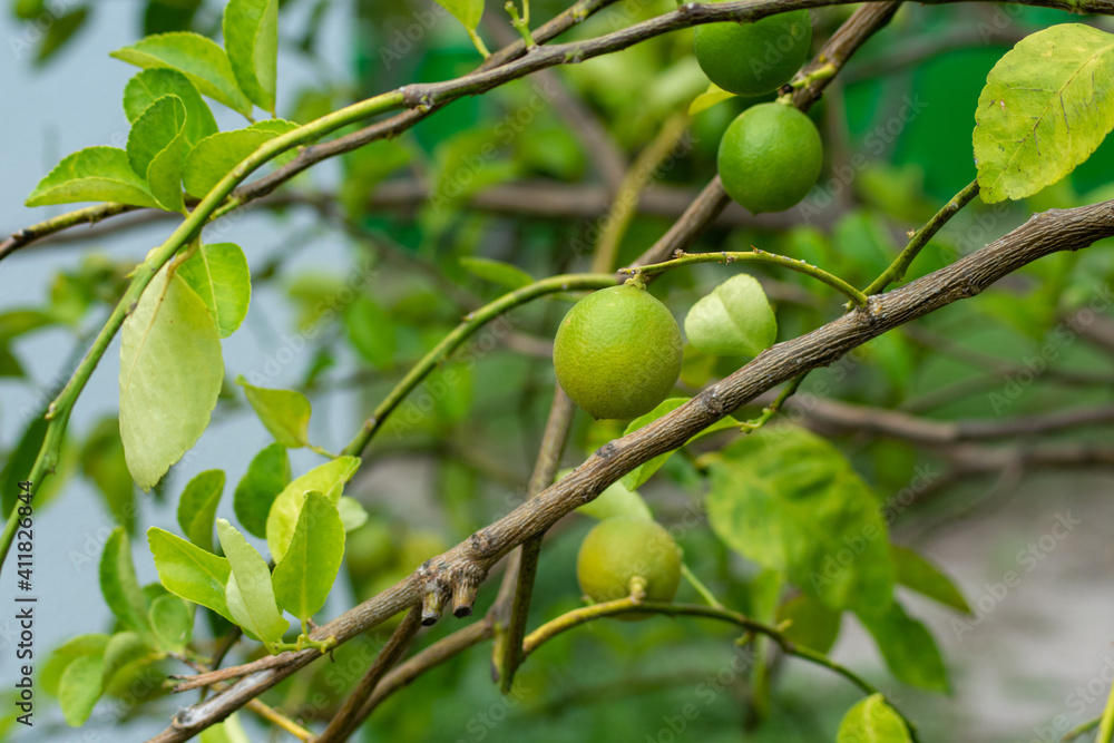 lemon on the tree lemon on the tree