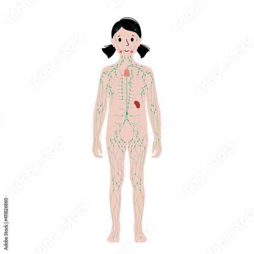 Lymphatic system in human body