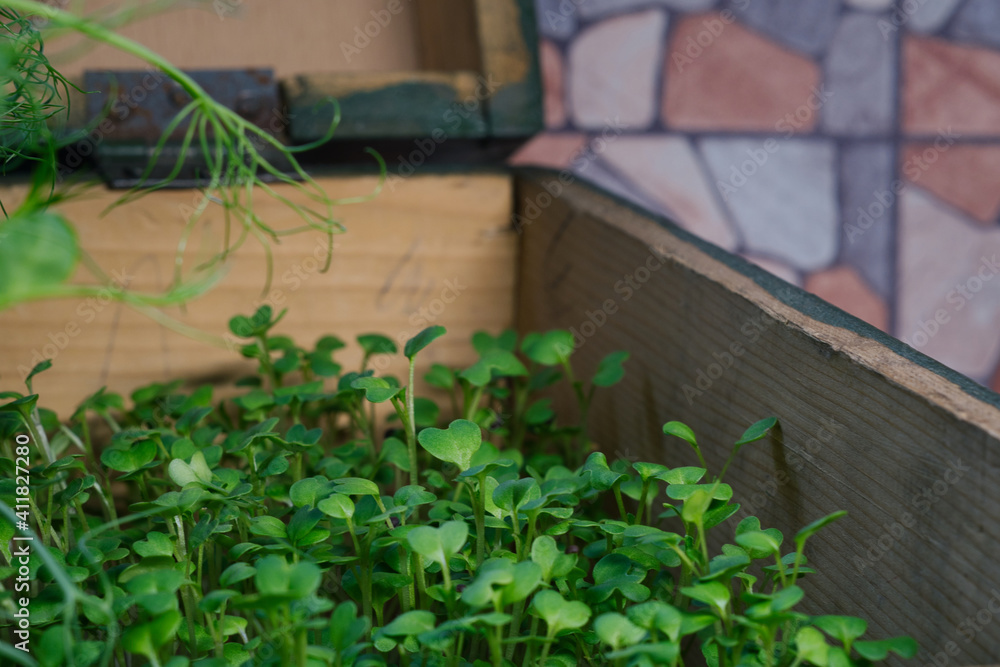 Fresh and healthy eating - growing microgreen plants on the kitchen window Fresh and healthy eating - growing microgreen plants on the kitchen window