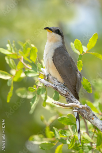 Mangrove Cuckoo, Coccyzus minor