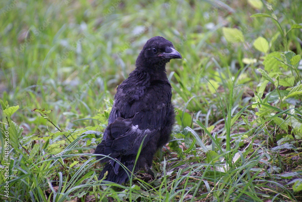 Rabenkrähe Junges aus Nest gefallen am Boden Rabenkrähe Junges aus Nest gefallen am Boden