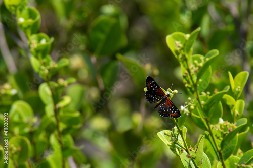 butterfly on plant
