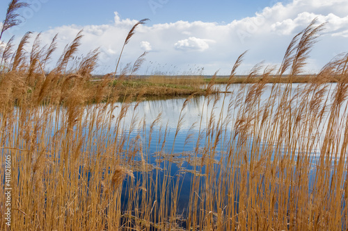 Fototapeta Naklejka Na Ścianę i Meble -  Dry reeds with panicles on a lake shore in springtime