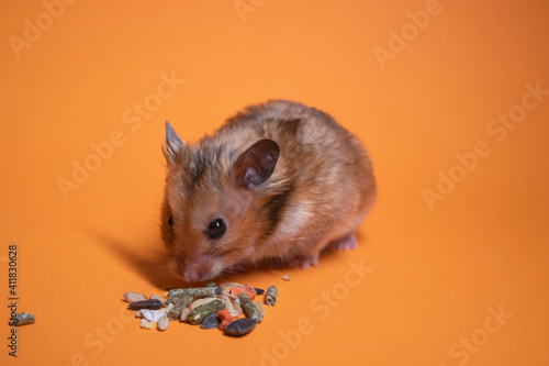 brown hamster mouse eating food for rodents isolated on orange background. pet  pest