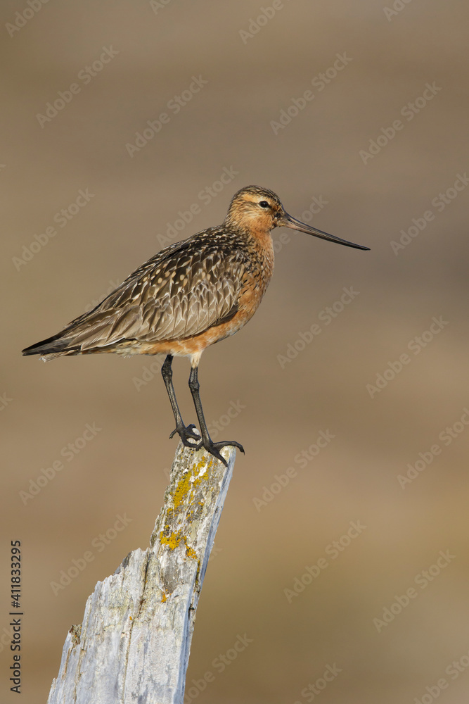 Eastern Bar-tailed Godwit, Limosa lapponica baueri or anadyrensis Eastern Bar-tailed Godwit, Limosa lapponica baueri or anadyrensis
