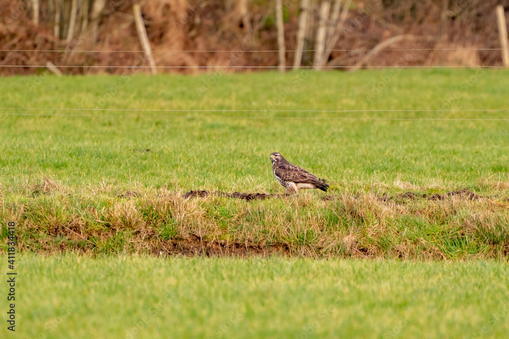 Large bird of prey walks on the edge of a ditch in a meadow and Large bird of prey walks on the edge of a ditch in a meadow and